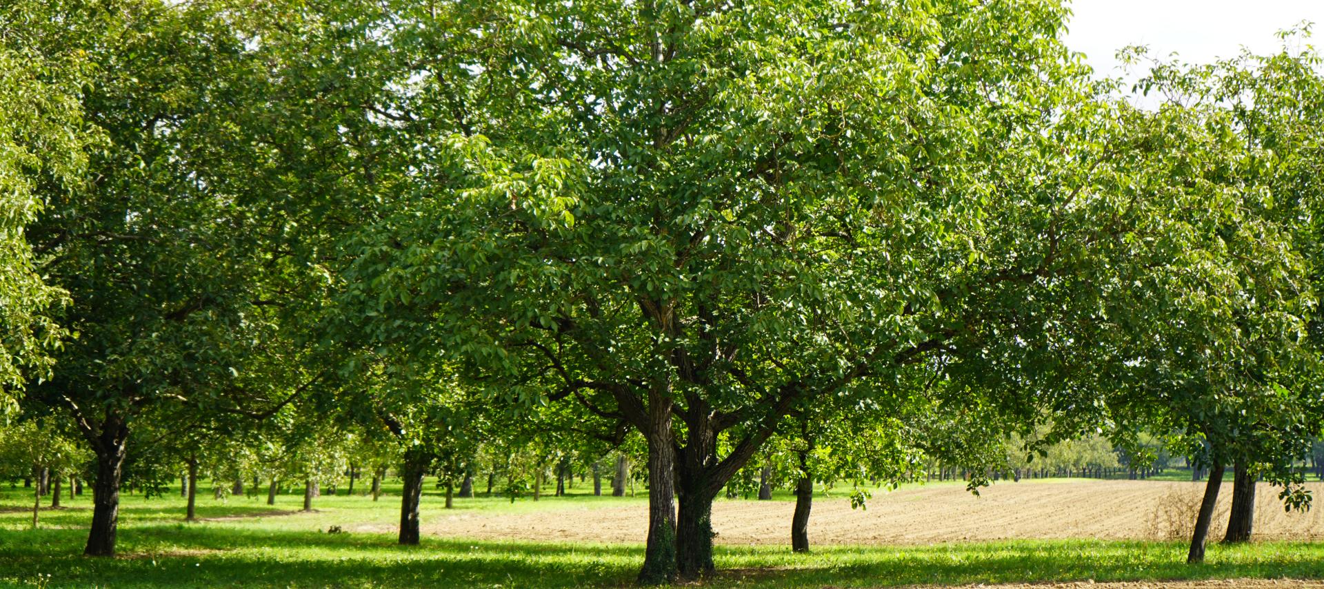 "Visuel diaporama ".Arbres