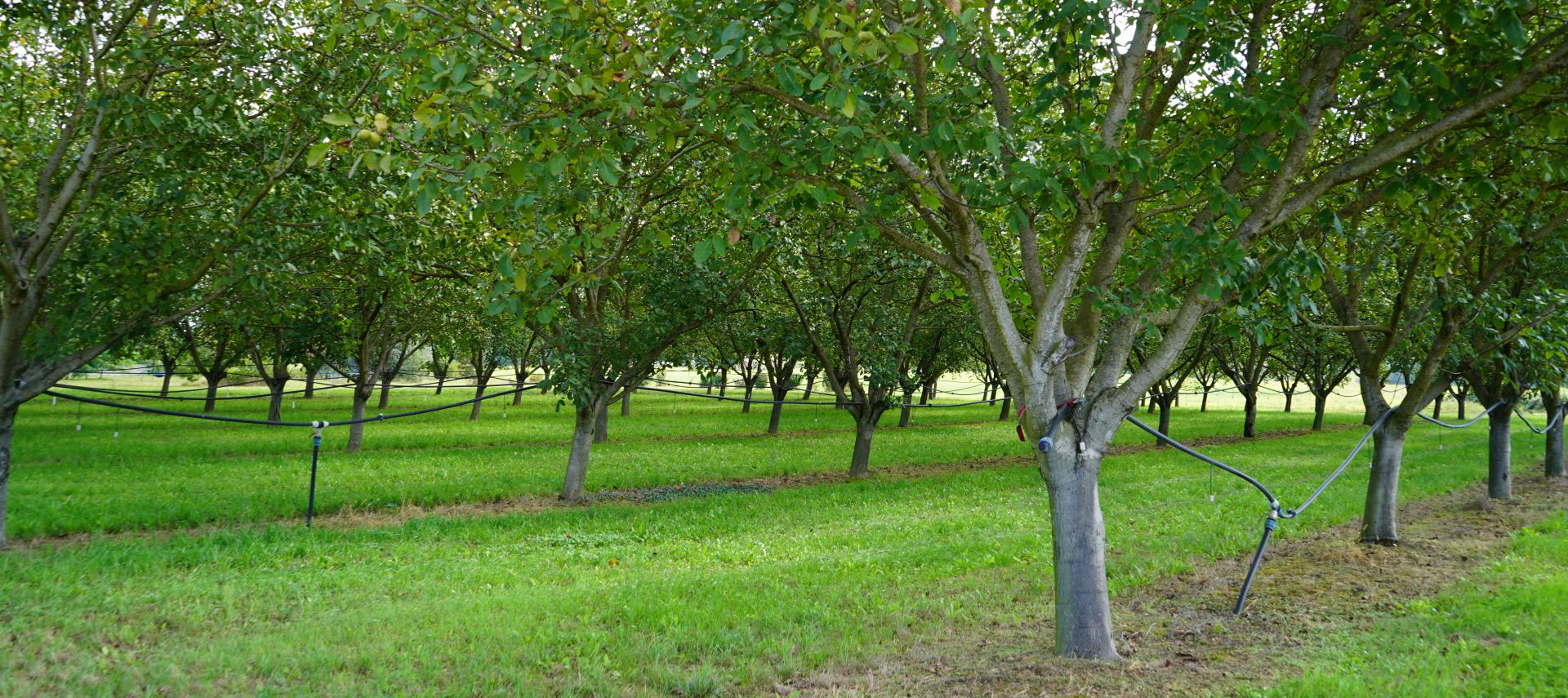 "Visuel diaporama ".Champs de noyers